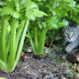 Засаждане на целина през 2022 г. Според лунния календар: дати на сеитба, благоприятни дни, отглеждане и грижи